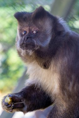 A portrait of a brown capuchin monkey holding feed in the hand and looking with a funny face in a zoo clipart