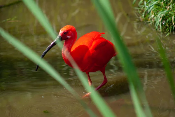 Uma Foto Foco Seletivo Pássaro Ibis Vermelho Bonito Água — Fotografia de Stock