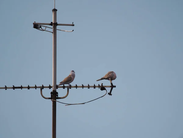 안테나에 마리의 비둘기의 — 스톡 사진