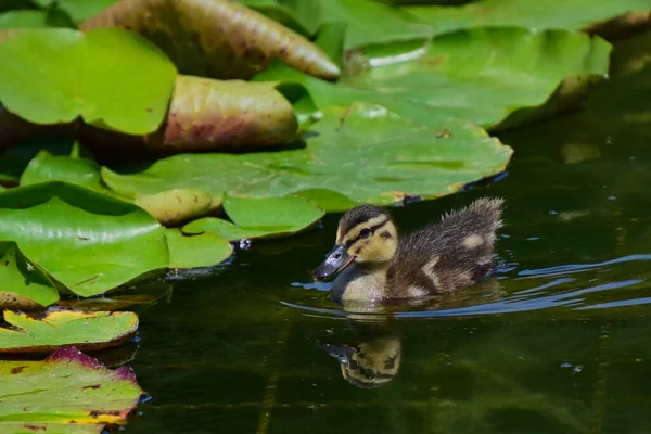 Eine Nahaufnahme Einer Niedlichen Kleinen Ente Mit Einem Spiegelbild Das — Stockfoto