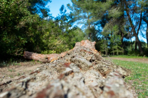 Plan Peu Profond Écorce Des Arbres Sur Fond Forêt — Photo