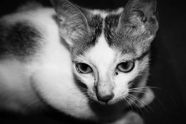 Eine Graustufenaufnahme Einer Neugierigen Zweifarbigen Katze — Stockfoto