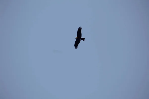 하늘을 배경으로 아름다운 독수리의 — 스톡 사진
