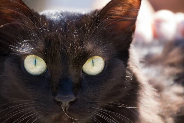 Kameraya Bakan Iri Gözlü Kara Bir Kedinin Yakın Çekimi — Stok fotoğraf
