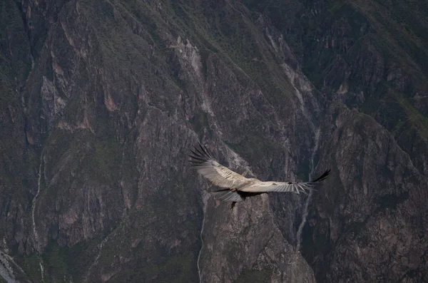 Oiseau Condor Andin Brun Volant Dans Les Airs Avec Des — Photo