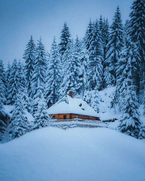 Een Verticaal Shot Van Een Klein Huis Sparrenbos Winter — Stockfoto