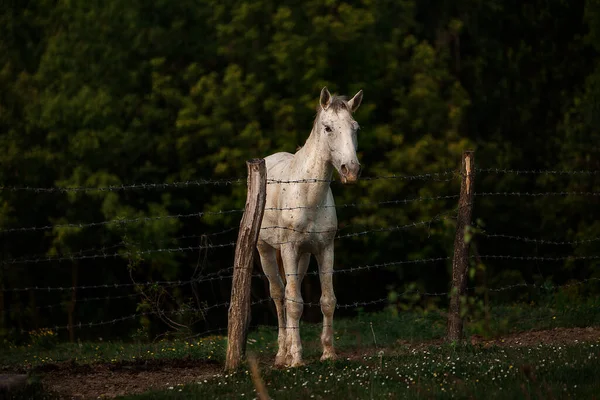 Krásný Záběr Elegantního Krémově Zbarveného Koně Hledícího Zpoza Drátěného Plotu — Stock fotografie
