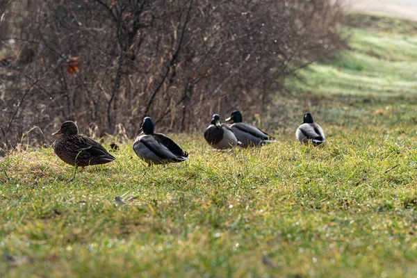 Iniezione Anatre Domestiche Campo Una Mattina Primavera — Foto Stock