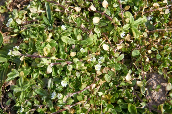 Detailní Záběr Zelených Rostlin Malými Bílými Květy — Stock fotografie
