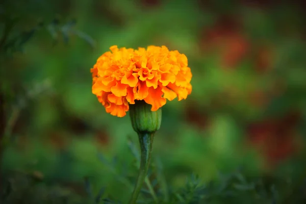 Una Flor Caléndula Naranja Fondo Natural Borroso —  Fotos de Stock