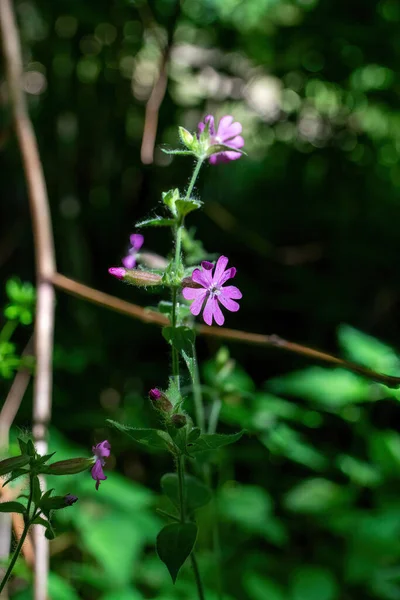 Ormanda Yetişen Güzel Mor Kır Çiçeklerinin Dikey Görüntüsü — Stok fotoğraf