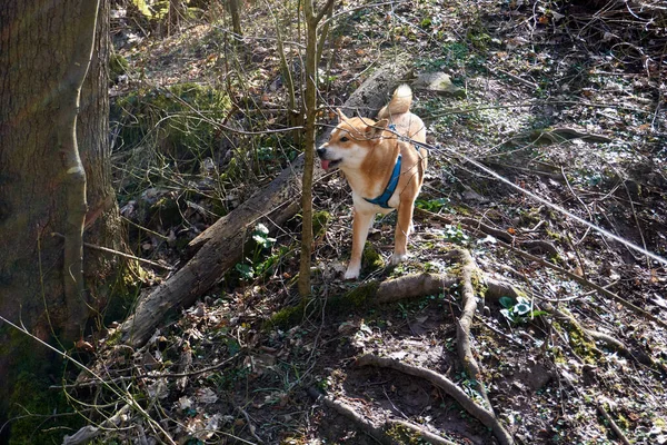 Adorable Chien Jaune Promenant Dans Forêt — Photo