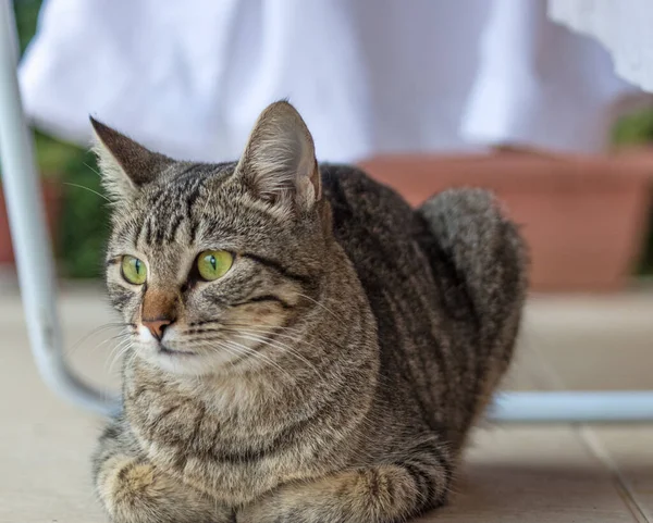 Eine Nahaufnahme Einer Niedlichen Katze Mit Grünen Augen Die Auf — Stockfoto