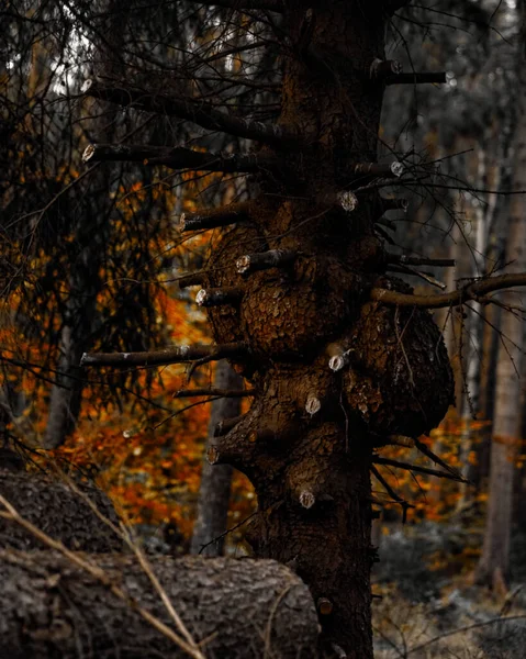 Ormanda Dalları Kesilmiş Deforme Bir Ağacın Dikey Görüntüsü — Stok fotoğraf