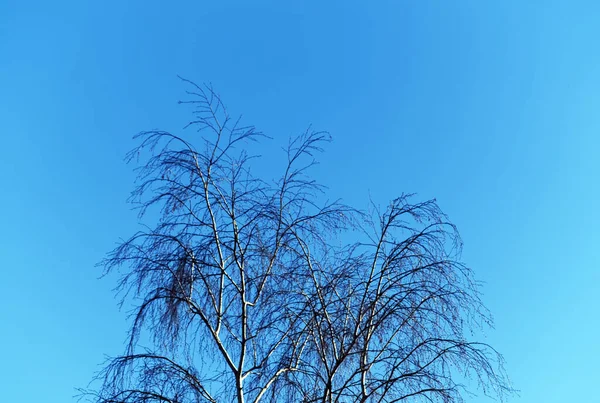 Närbild Vissna Träd Med Solstrålar Mot Den Blå Himlen — Stockfoto
