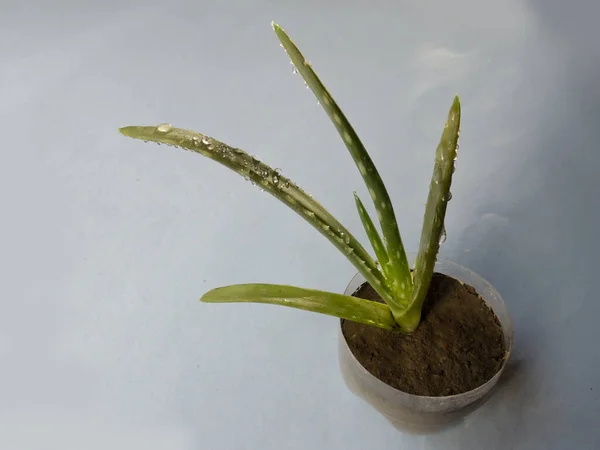Primer Plano Una Planta Aloe Vera Sobre Una Superficie Blanca —  Fotos de Stock