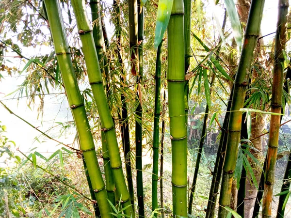 Estoque Bambu Bruto Empresa Para Colheita Venda Agricultura Indústria — Fotografia de Stock