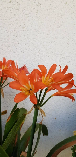 Een Verticaal Schot Van Bush Lelies Een Tuin Tegen Een — Stockfoto