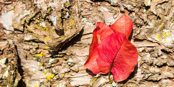 Herfst Rode Bladeren Droge Natuur — Stockfoto