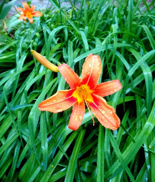 Bahçedeki Portakal Çiçeğinin Yakın Çekimi — Stok fotoğraf