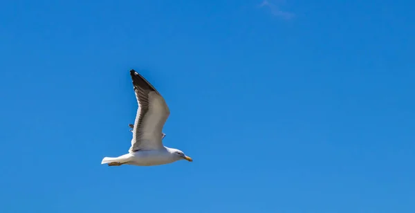 青い空の下を飛ぶカモメ — ストック写真