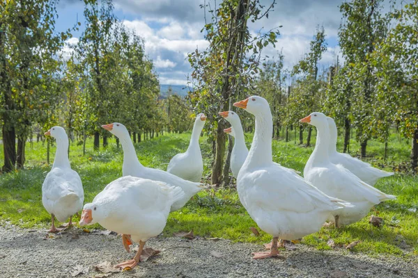 Bir Grup Beyaz Kaz Yeşil Bir Bahçede — Stok fotoğraf