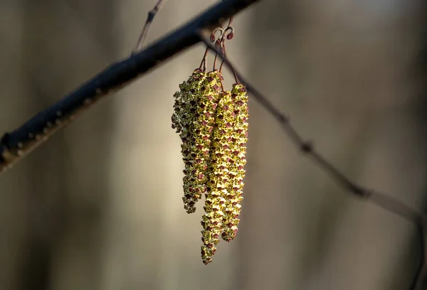 Primo Piano Germogli Albero Primavera — Foto Stock