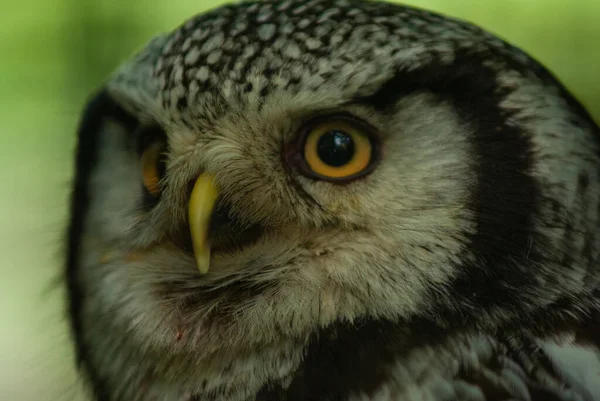 Closeup Portrait Young Owl — Stock Photo, Image