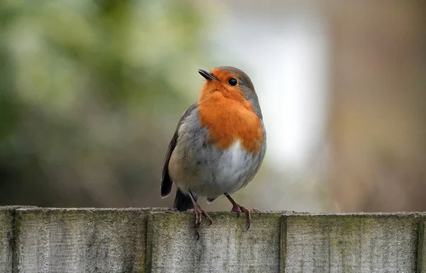 Close Robin Europeu Empoleirado Uma Cerca — Fotografia de Stock