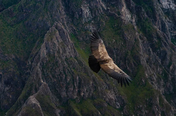 Oiseau Condor Andin Brun Volant Dans Les Airs Avec Des — Photo