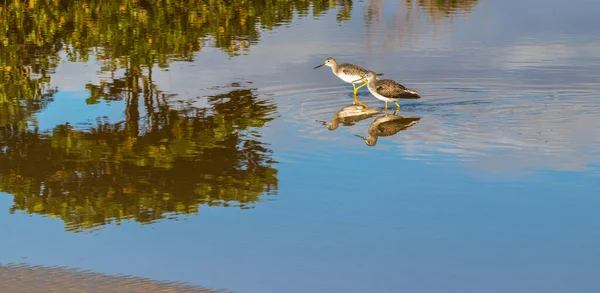 二羽の鳥が水面に映る — ストック写真