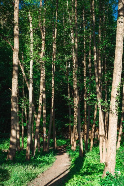 Uno Stretto Sentiero Che Passa Maestosi Alberi Alto Fusto Nella — Foto Stock