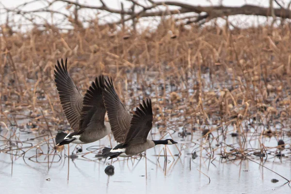 Primer Plano Gansos Volando Cerca Lago Durante Día — Foto de Stock