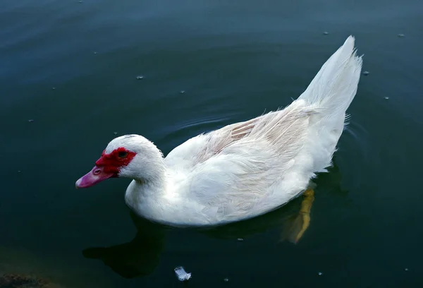 Een Portret Van Een Witte Gans Die Zwemt Het Donkerblauwe — Stockfoto