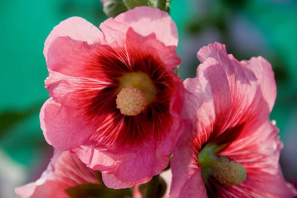 庭のピンクのハイビスカスの花のクローズアップ — ストック写真