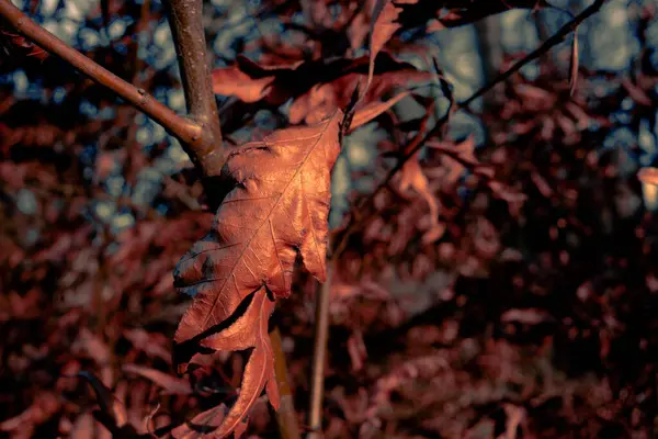 Parktaki Ağaç Dalında Kurumuş Kahverengi Yaprağın Seçici Bir Odağı — Stok fotoğraf