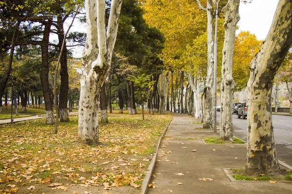 Sidewalk Autumn Trees Tbilisi Georgia — Stock Photo, Image