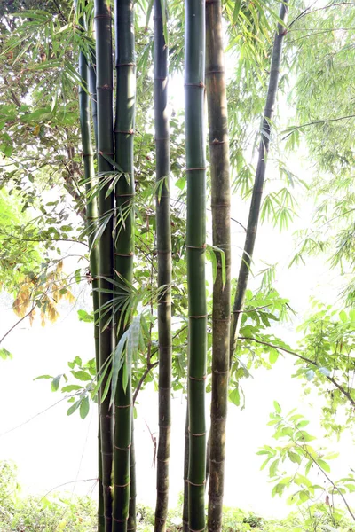 Eine Vertikale Aufnahme Des Rohen Bambusstocks Auf Der Firma Zur — Stockfoto