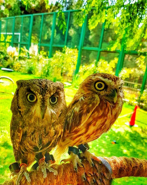 Vibrant Shot Two Owls Perched Zoo Branch Looking Camera — Stock Photo, Image