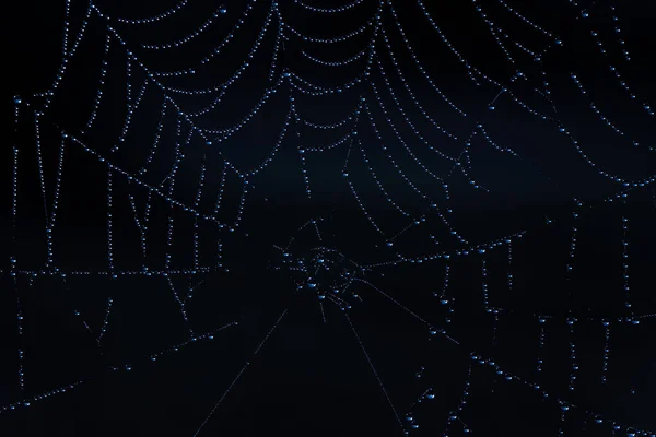 Eine Abstrakte Nahaufnahme Des Spinnennetzes — Stockfoto