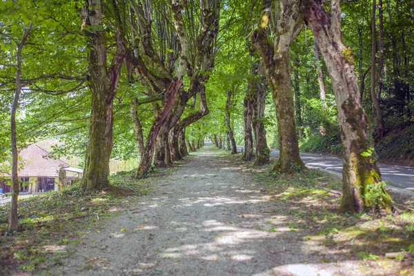 緑の森の中の道 — ストック写真