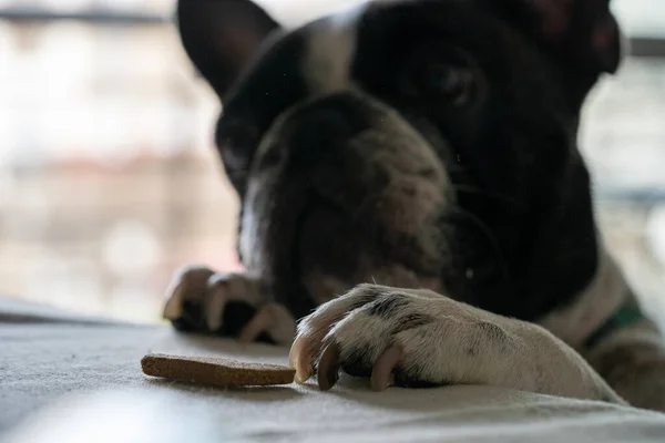 Close Bulldog Francês Biscoito Uma Mesa — Fotografia de Stock