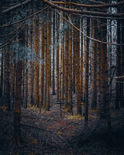 Eine Vertikale Aufnahme Kahler Bäume Wald — Stockfoto