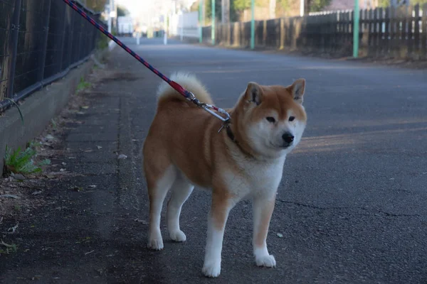 Primo Piano Simpatico Cane Shiba Inu Guinzaglio — Foto Stock