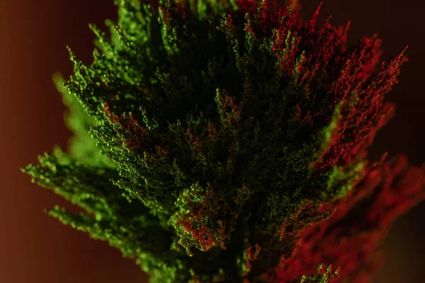 Гілка Декоративного Дерева Червоно Зеленому Кольорі — стокове фото