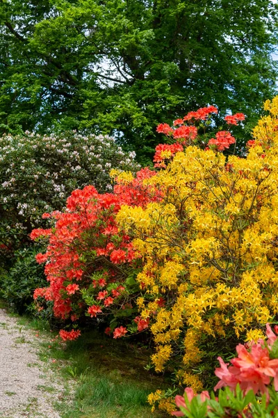 Parkta Açan Güzel Kırmızı Rhododendron Çalıları Sarı Açelya Bitkileri — Stok fotoğraf