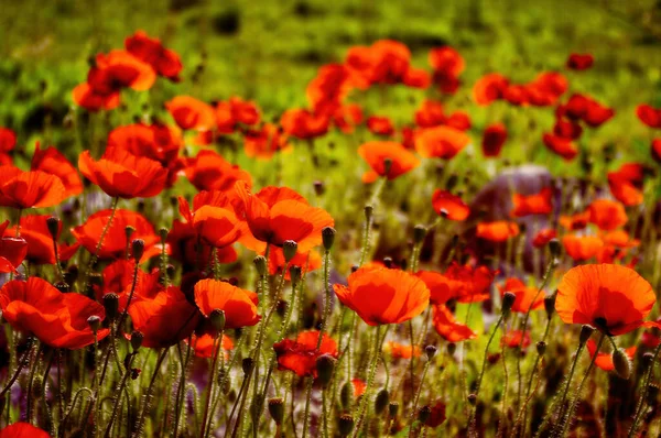 Een Close Shot Van Rode Papaver Bloemen Het Veld Voor — Stockfoto