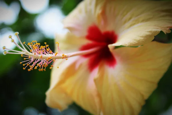 Bellissimo Fiore Ibisco Cinese Sullo Sfondo Naturale Sfocato — Foto Stock