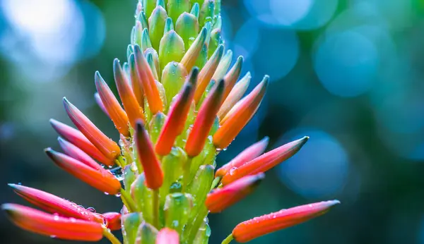 Closeup Shot Aloe Flower — Stock Photo, Image