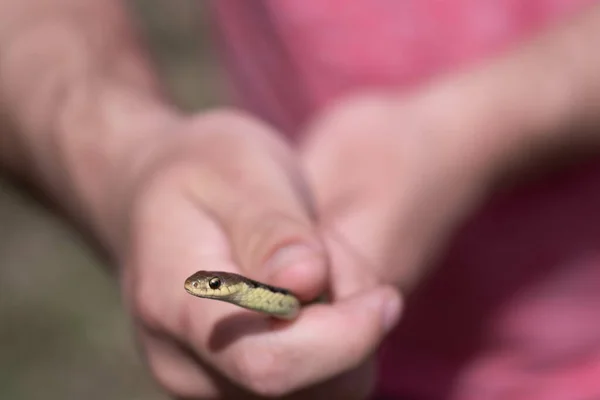 男が持っている小さなヘビのクローズアップショット — ストック写真